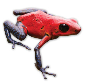 frog_10
