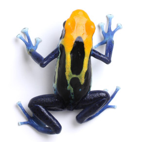 frog_11