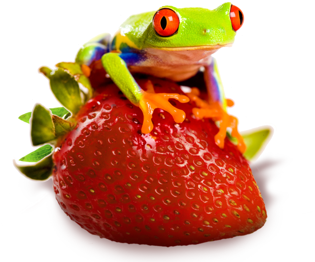 frog_1stcTrans