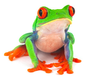 frog_3