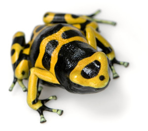 frog_4