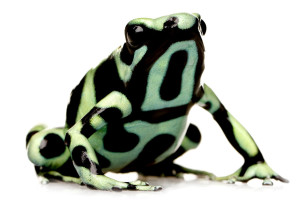 frog_5