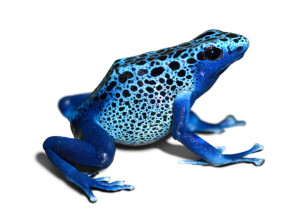 frog_6