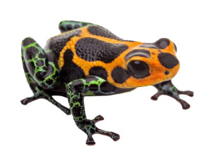 frog_7