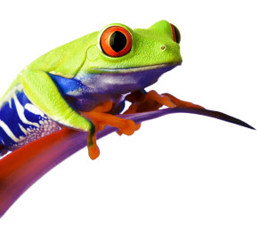 frog_8