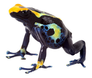 frog_9